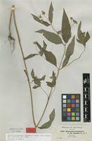 Image result for Aspilia helianthoides