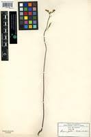 Image result for Triumfetta welwitschii