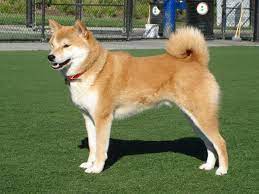 A small, alert and agile dog that copes very well with mountainous terrain and hiking trails. Shiba Inu Wikipedia