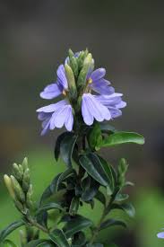 Image result for Sclerochiton