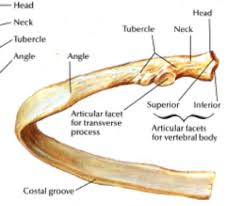 The human rib cage is made up of 12 paired rib bones; Anatomy 2111 Gubar Flashcards Chapter 7 Studyblue Anatomy Flashcards Rib Bones Anatomy Bones