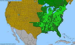 Image result for Distephanus divaricatus