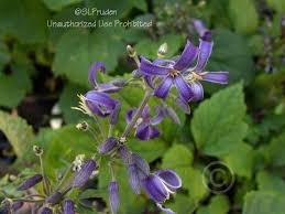 Check spelling or type a new query. Photo Of The Bloom Of Clematis Clematis Heracleifolia China Purple Posted By Daylilyslp Garden Org