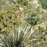 Image result for Cyperus dives