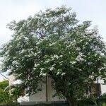 Image result for Cordia africana
