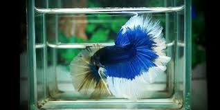 Betta Fish Uk Betta Fish Ideas Bettafish Fishbetta Blue White Butterfly Ohm Halfmoon Male Betta Fish 20 00 End Date Th With Images Betta Fish Betta White Butterfly