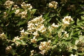 Image result for Ochna pretoriensis