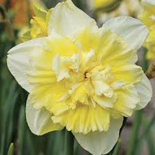 Narcissus Ice King Pack Of 10 Daffodil Bulbs Bulb Flowers Daffodils