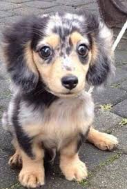 Black And Tan Dapple Dachshund Puppy Black And Tan Dappled Dachshund Pup Dapple Dachshund Dachshund Puppies Cute Baby Animals
