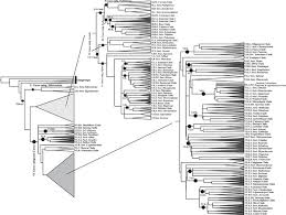 Image result for Carex runssoroensis
