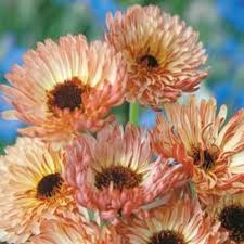 Calendula Seeds Pink Surprise Flower Seeds In Packets Bulk Eden Brothers Flower Seeds Calendula Annual Plants