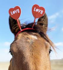 👏🐴Who's Who at Nexus Equine🐴👏 Rita Hoch is Founder, President and CEO  of Nexus Equine. Horses have always been the love of her life. She got her  first horse when she was