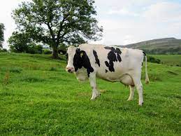 Holstein Friesian Cattle Wikipedia