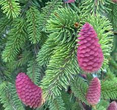 The weeping forms that have been selected as ornamental plants simply exaggerate this already present characteristic. Millican Blog Conifer Landscaping Weeping Norway Spruce The Flower