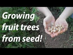 Seed starting is also ideal this winter season as a natural stratification process to germinate the seeds. How To Germinate Peach Pits And Why You Should The Grow Network