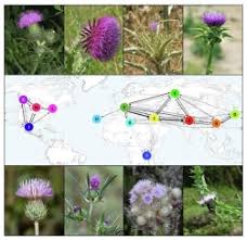 Image result for Cirsium  buchwaldii