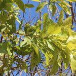 Image result for Combretum adenogonium