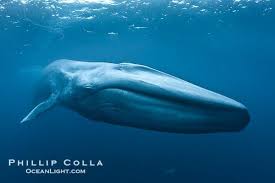 Blue Whale Underwater Closeup Photo This Picture Of A Blue Whale The Largest Animal Ever To Inhabit Earth Shows It Swi Blue Whale Whale Largest Animal Ever
