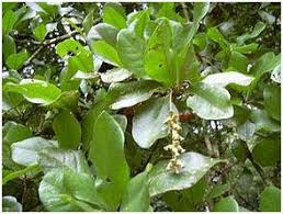 Image result for Combretum pisoniiflorum