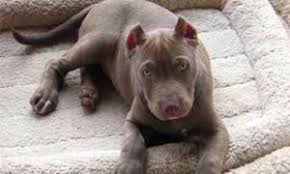 So a black pit will be blue, a brindle will be blue brindle, fawn will have blue mask or shading, a red red fawn buckskin black seal chocolate white merle (not accepted by the registries but there are. Pit Bull Colors Good Pit Bulls