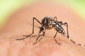 Angleško asian tiger mosquito, nemško: Asiatische Tigermucke Im Rheingau Nachgewiesen
