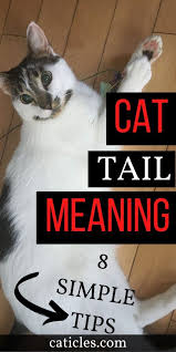 What Is Cat Tail Language 8 Secret Communication Signs With Pictures In 2020 Cat Tail Language Cat Tail Meaning Cat Behavior