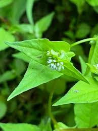 Image result for Persicaria nepalensis