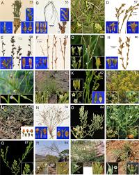 Image result for Osyridicarpos schimperianus