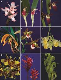 Image result for Microcharis remotiflora