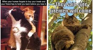 We gotta start with a nap, some good stretches, then laugh at some funny cat memes. I Can Has Cheezburger Caturday Page 9 Funny Animals Online Cheezburger