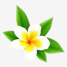 Champa Flower 11 In Asia Of Laos Pdr Background Beautiful Beauty Png Transparent Clipart Image And Psd File For Free Download Encontre imagens stock de champa yellow flower isolated freespace flower em hd e milhões de outras fotos, ilustrações e imagens vetoriais livres de direitos na coleção da shutterstock.
