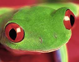 Tree Frog Aol Image Search Results Tree Frogs Red Eyed Tree Frog Frog