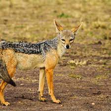 Check spelling or type a new query. Schakal Tiersteckbrief Im Tierlexikon Geolino