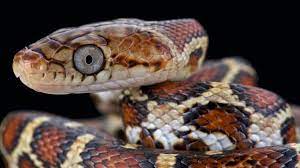 20 Most Popular Rat Snakes Black Texas Eastern Yellow More Everything Reptiles