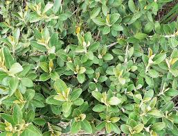 Image result for Tarchonanthus trilobus