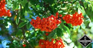 Velg blant mange lignende scener. Rowan Tree Mountain Ash Guide Gardening Channel