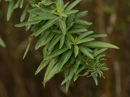 Image result for Polystachya melanantha