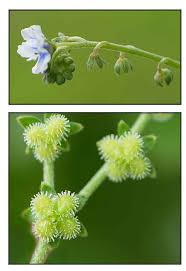 Image result for Cynoglossum coeruleum