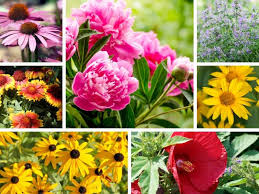 Dahlia—perennial flowers that bloom from spring to fall. 7 Low Maintenance Sun Perennials To Plant In Your Garden