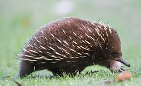 Among the 1000 varieties of bat species in the world, except for 3, rest all have tails. The Creature Feature 10 Fun Facts About The Echidna Wired