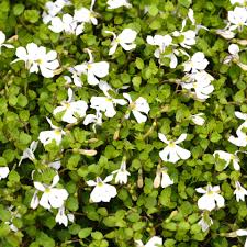 See more ideas about plants, ground cover, planting flowers. Buy Pratia Angulata Online Southern Woods