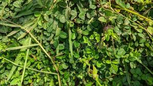 Image result for Grona triflora