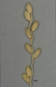 Image result for Brachyachne simonsii