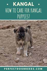 how to care for kangal puppies kangal dog house training dogs mastador puppies