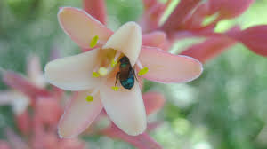 Native texas flowers for bees. Native Bees Of Texas Npat