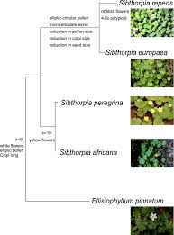 Image result for Sibthorpia