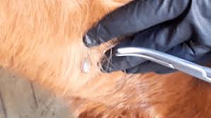 The ticks most often talked about are the. Tick Prevention Foundation Equine Clinic