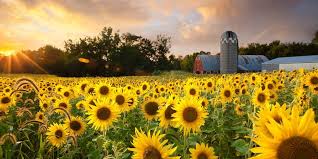 The Prettiest Sunflower Fields To Visit Across The U S Sunflower Fields Sunflower Field Near Me Sunflower Photography