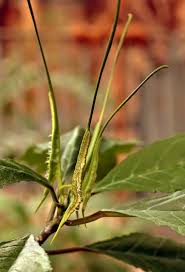 Image result for Dorstenia psilurus