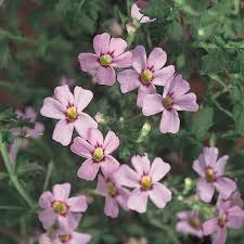 Image result for Bacopa